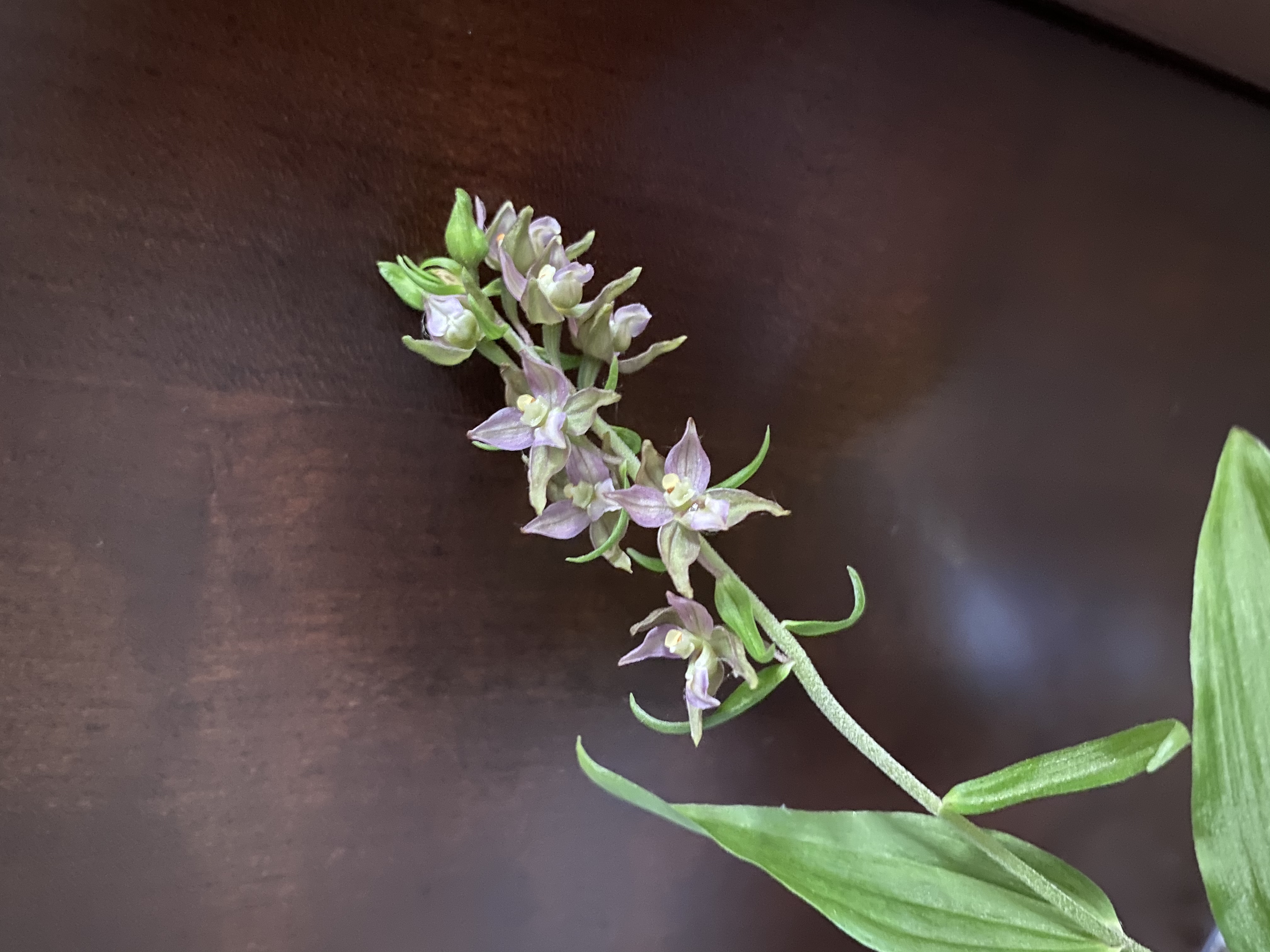 Broadleaf helleborine at flowering.